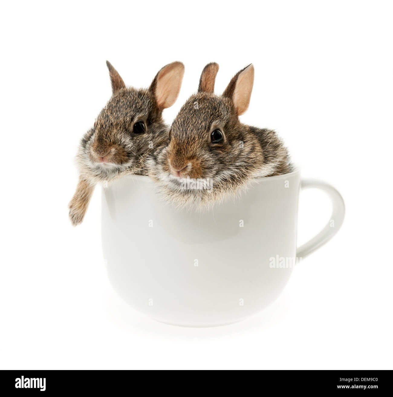 Deux sauvages bébé lapin dans coffee mug isolé sur fond blanc Banque D'Images