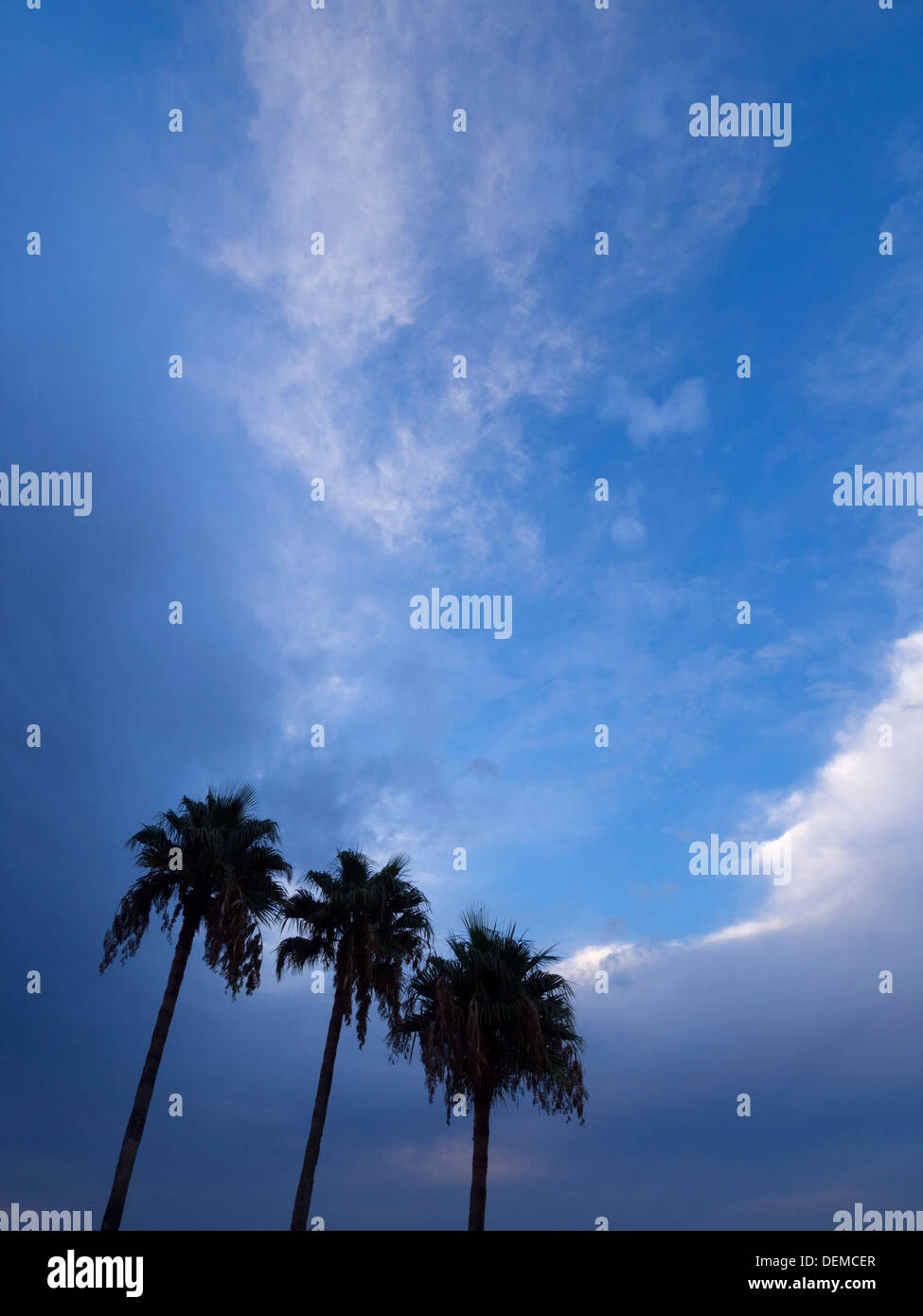 Trois palmiers silhouetted against a blue sky Banque D'Images