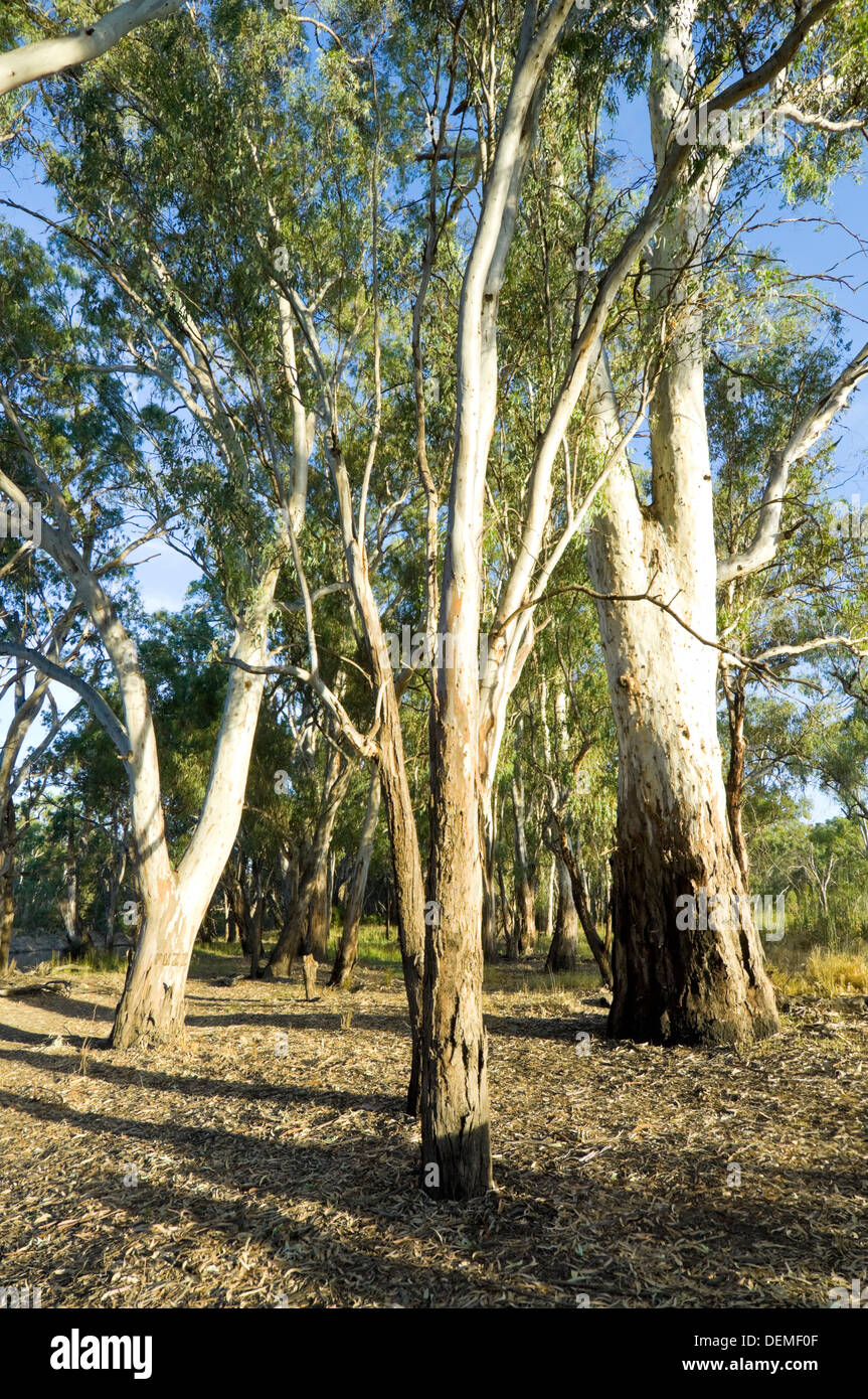Eucalyptus, Yanga Mamanga, Balranald, New South Wales, Australie Banque D'Images