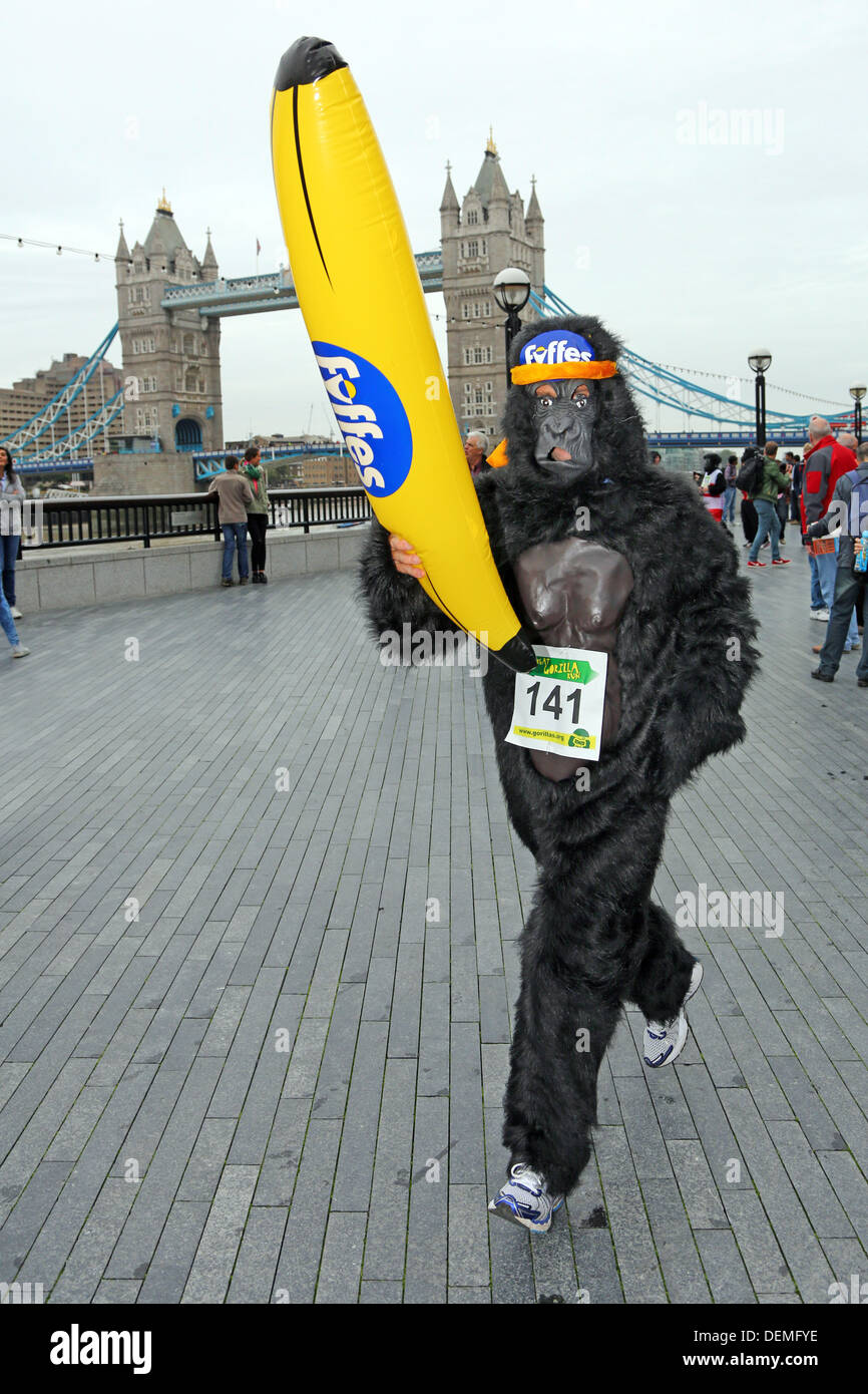 Londres, Royaume-Uni. 21 septembre 2013. Les participants déguisés en gorilles au Tower Bridge à la Great Gorilla Run 10e anniversaire La charité fancy dress run dans l'aide des gorilles de montagnes et le Gorille Organisation, Londres, Angleterre Crédit : Paul Brown/Alamy Live News Banque D'Images