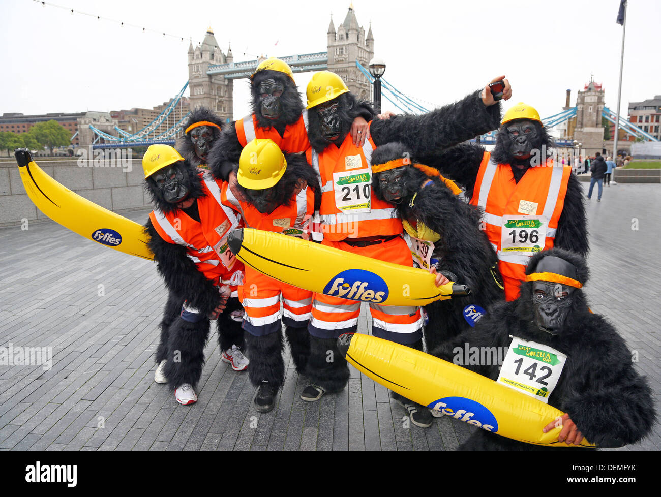 Londres, Royaume-Uni. 21 septembre 2013. Les participants déguisés en gorilles au Tower Bridge à la Great Gorilla Run 10e anniversaire La charité fancy dress run dans l'aide des gorilles de montagnes et le Gorille Organisation, Londres, Angleterre Crédit : Paul Brown/Alamy Live News Banque D'Images
