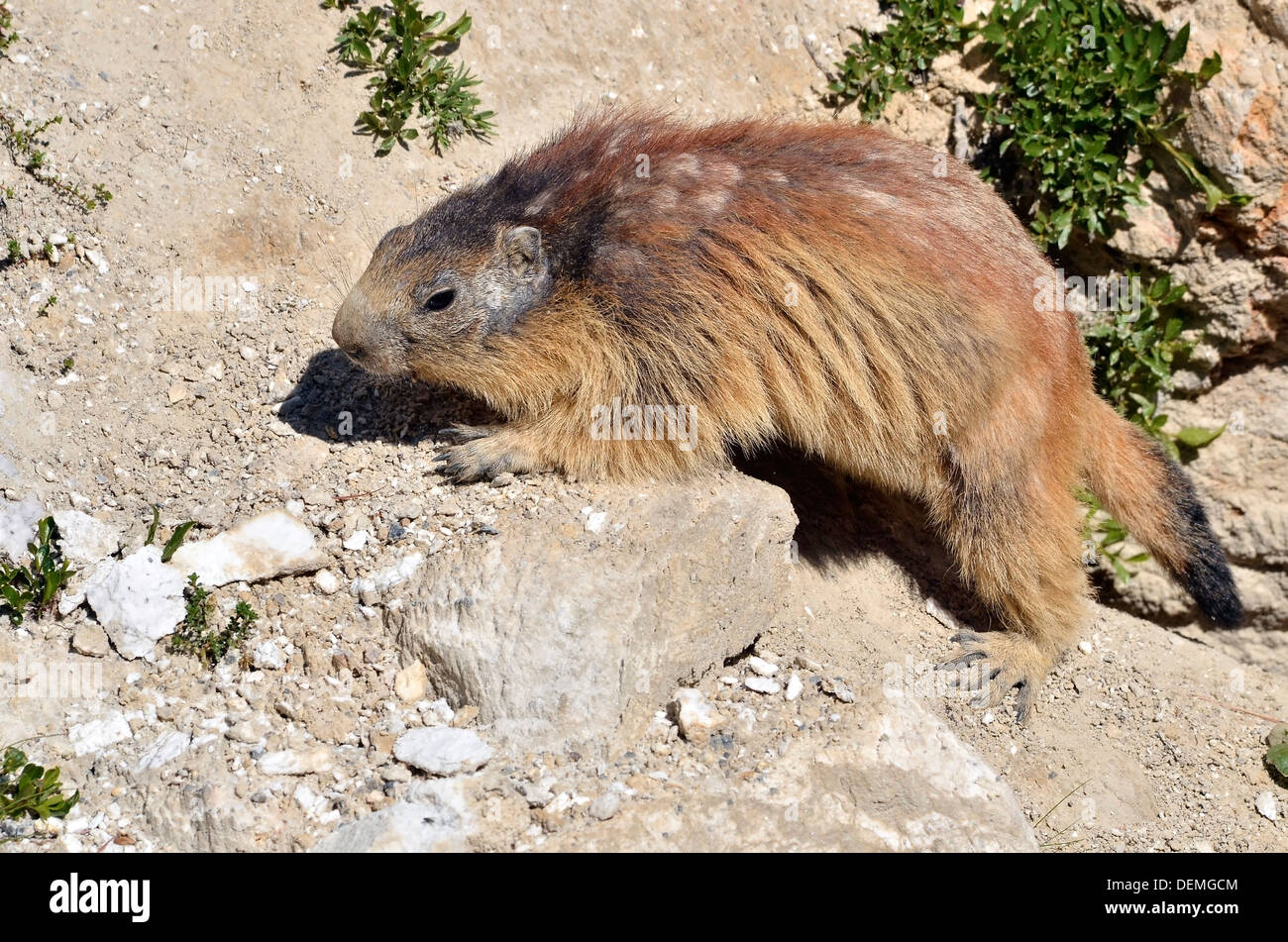 Marmotte des Alpes (Marmota marmota) sur la roche, dans les Alpes françaises, Savoie à La Plagne Banque D'Images