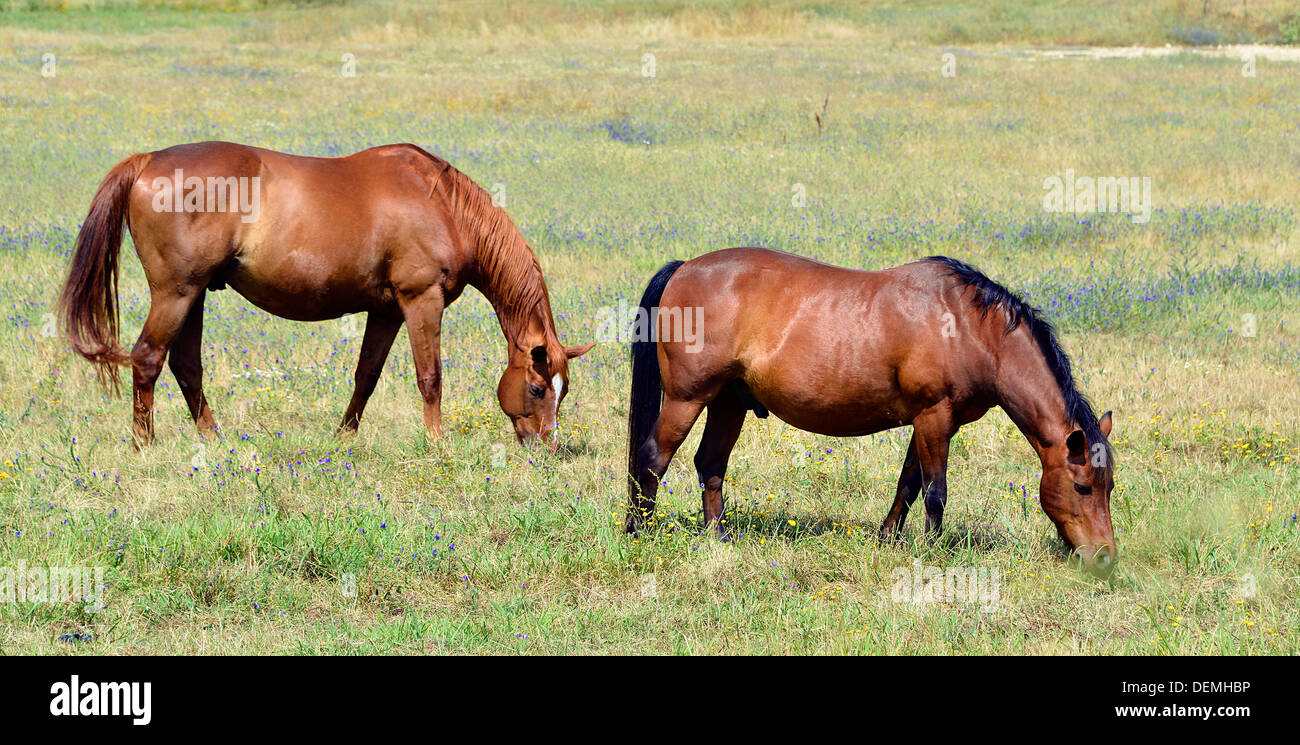 Profil de Panorama deux chevaux bruns (Equus caballus) paissant dans la prairie Banque D'Images