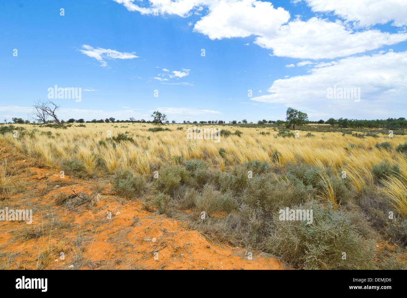 L'herbe spinifex, Mungo National Park, New South Wales, Australie Banque D'Images