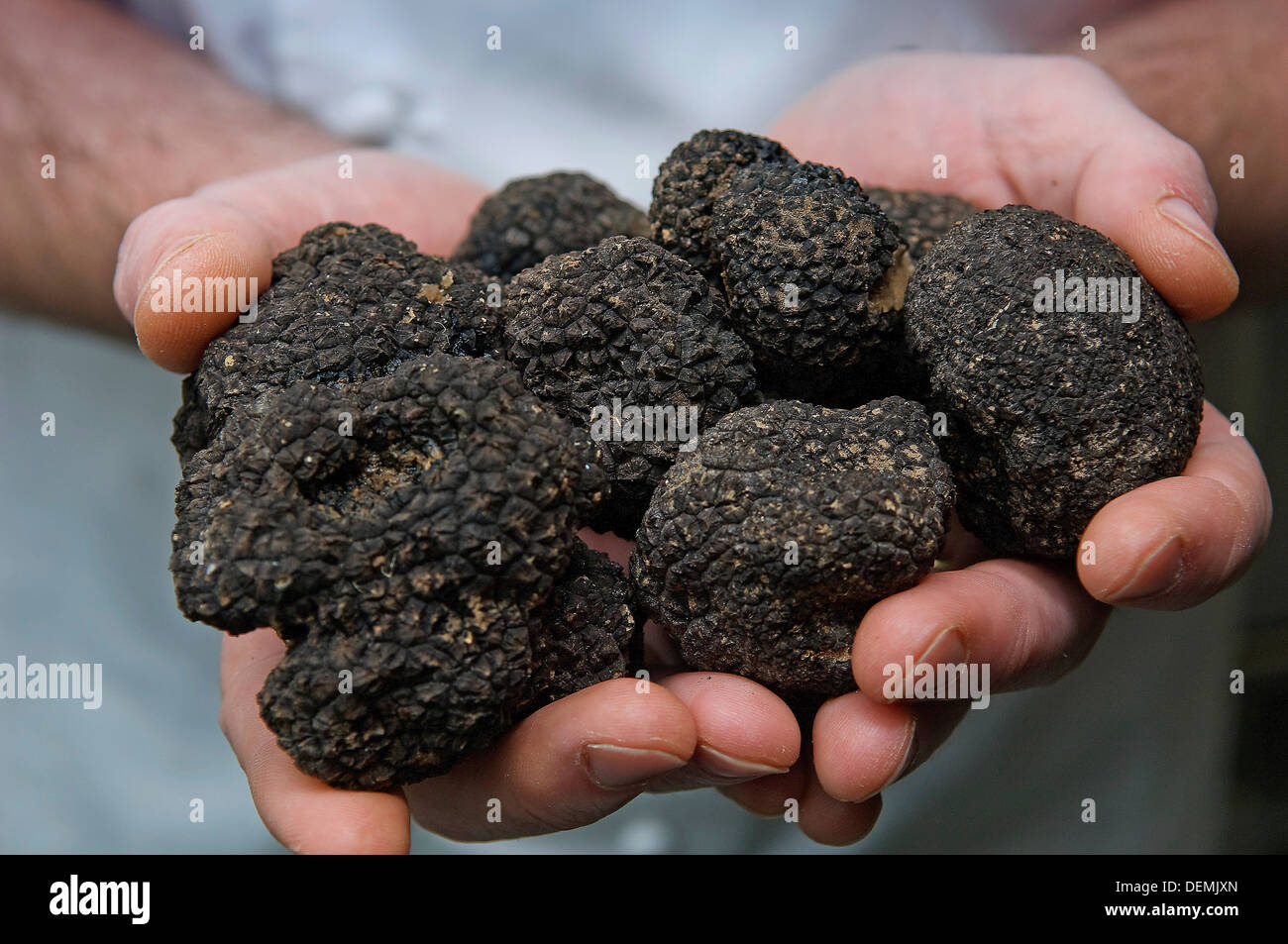 Truffle hunter Tom Lywood professionnel assisté par ses chiens de chasse aux truffes italiennes recherche dans un comté,UK woodland pour l'anglais de la truffe noire Banque D'Images