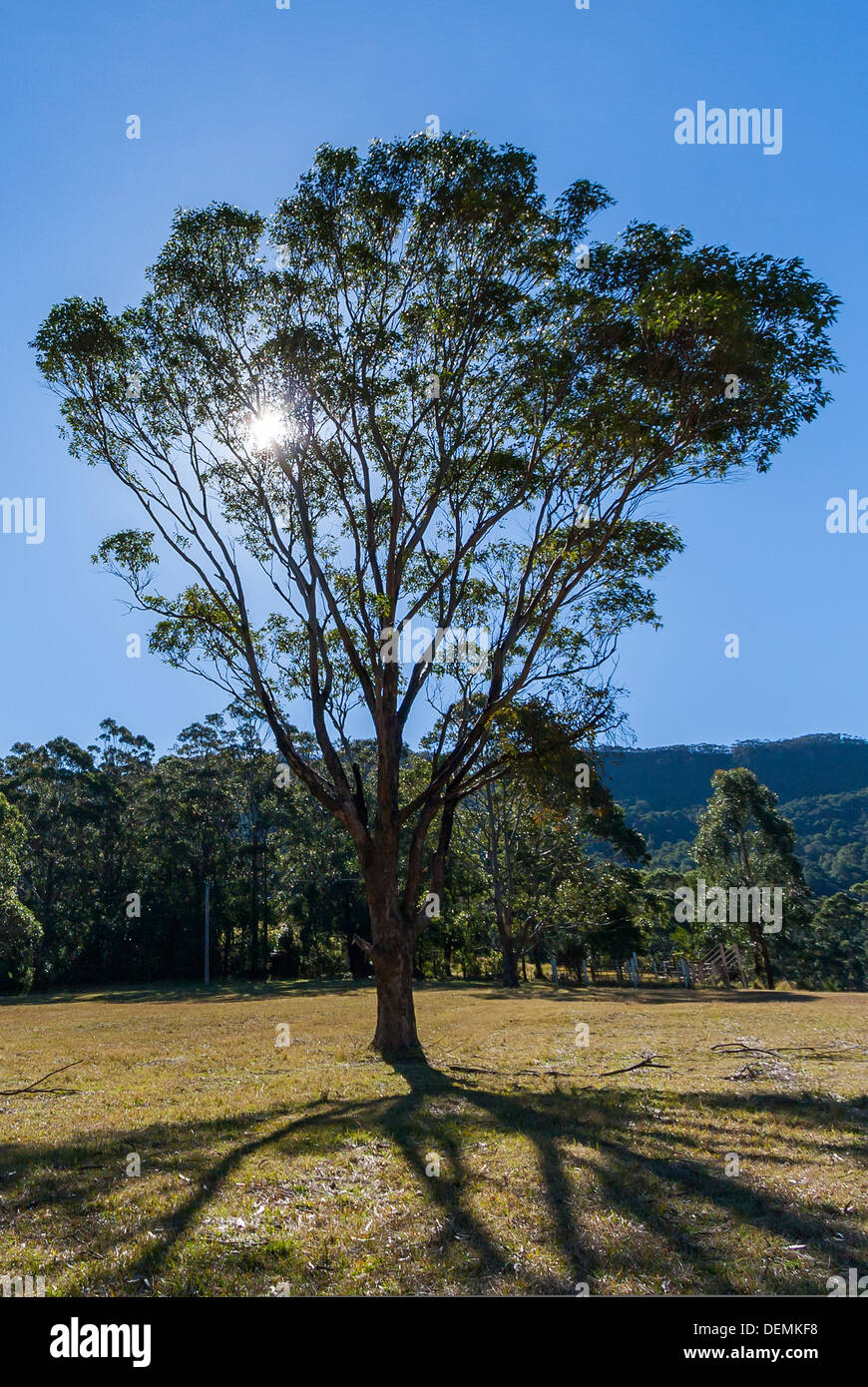 Sun shining through tree Banque D'Images