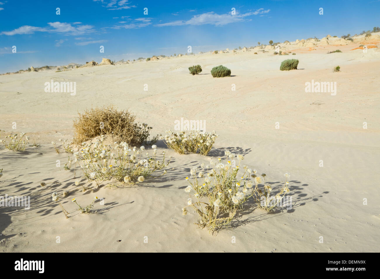 Desert Bloom, Mungo National Park, New South Wales, Australie Banque D'Images