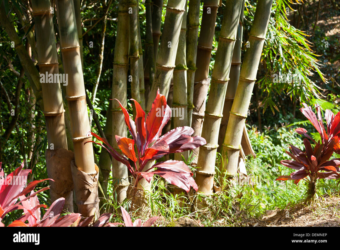 Paysage jardin tropical à Maui, Hawaï avec bambou dans l'arrière-plan. Banque D'Images