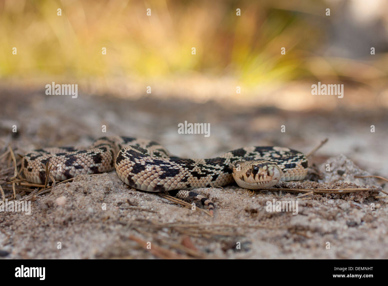 Mignon Bebe Serpent Pin Pituophis Melanolecus Photo Stock Alamy