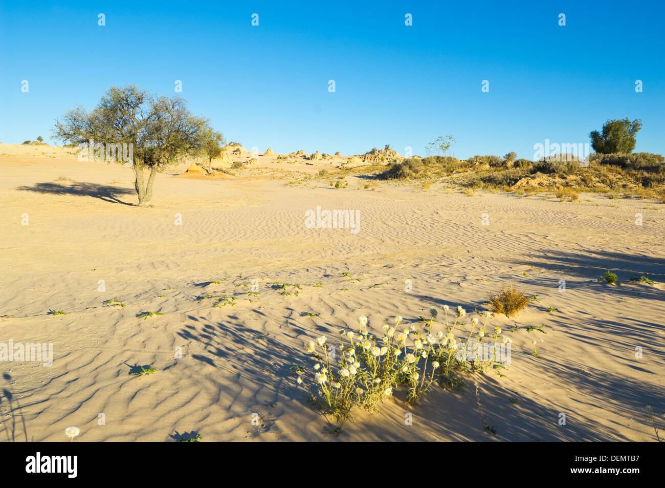 Desert Bloom, Mungo National Park, New South Wales, Australie Banque D'Images
