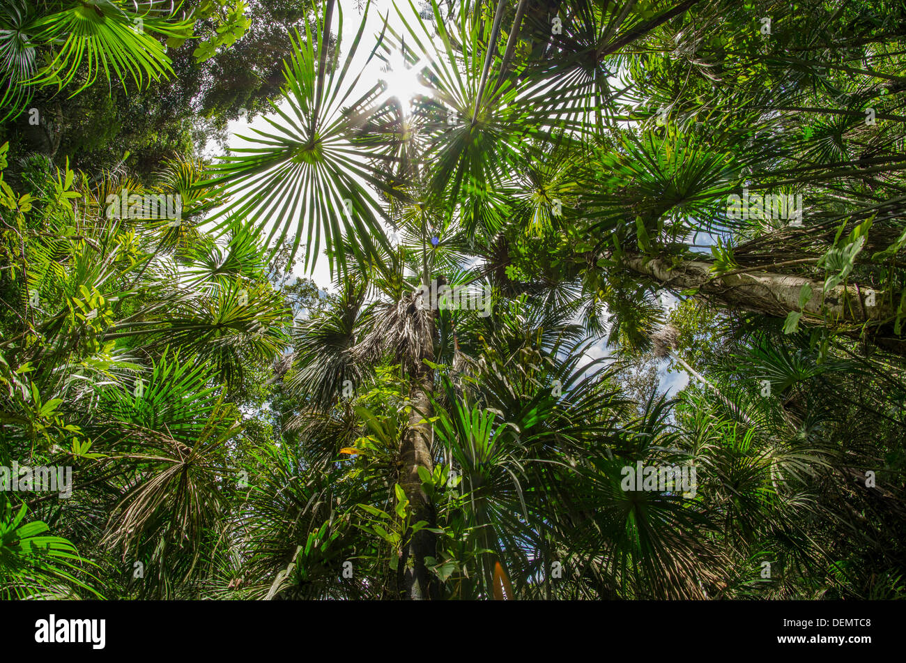 Buritzal marais Aguajal ou palm, forêt tropicale, Rio Napo, amazon, Pérou Banque D'Images
