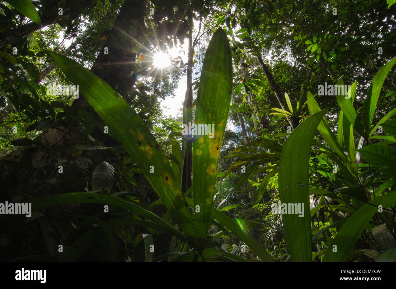 Irapay tessmanii Lepidocaryum Palm - utilisé pour le chaume toit Rainforest, Rio Napo, amazon, Pérou Banque D'Images
