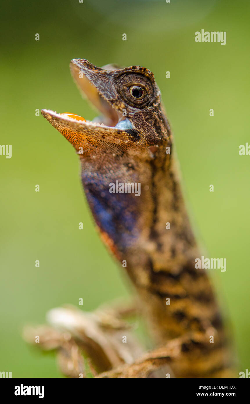 Rainforest Lizard Anolis nitens Rio Napo, Pérou Banque D'Images