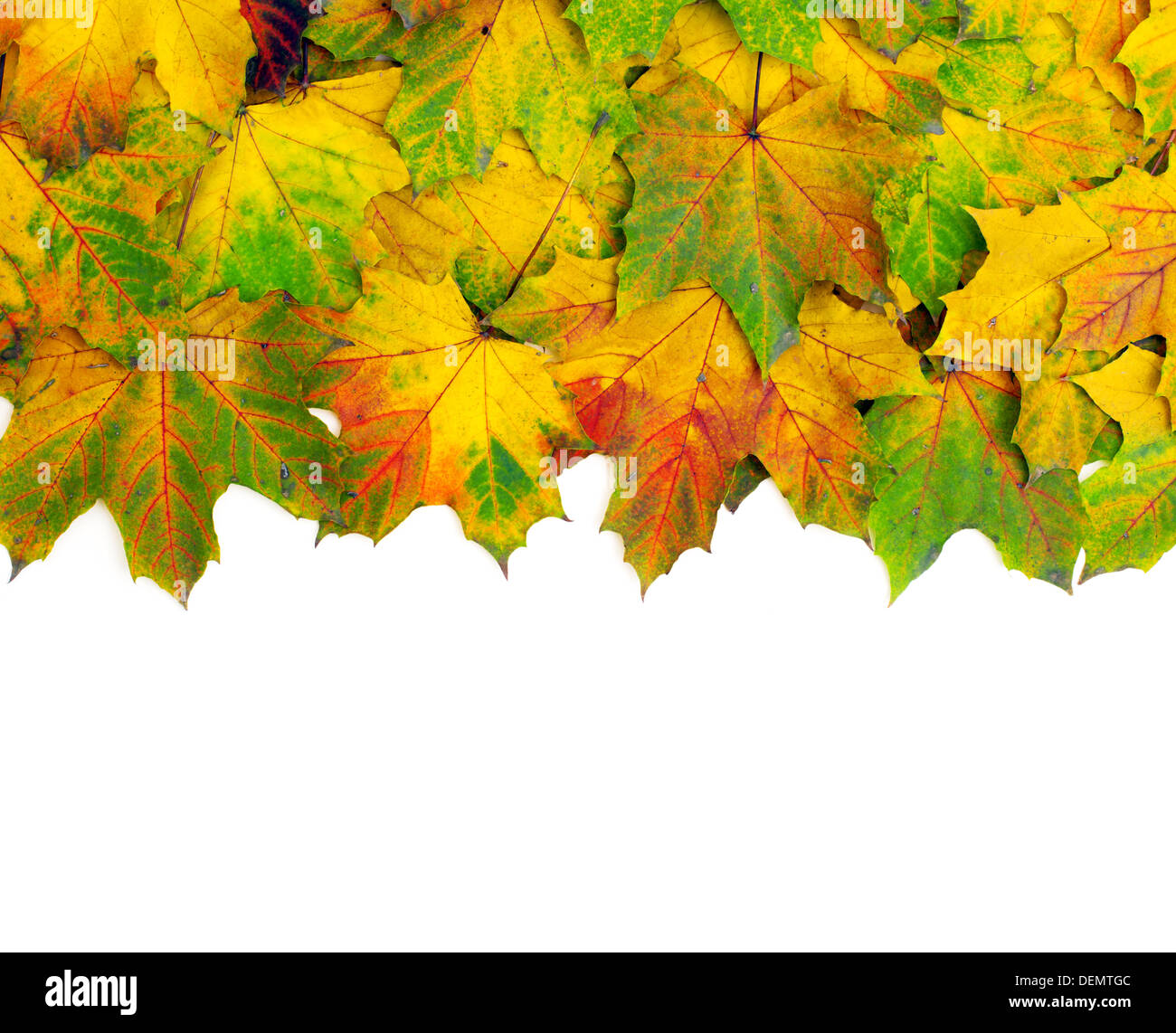 Maple Leafs automne isolé sur fond blanc Banque D'Images