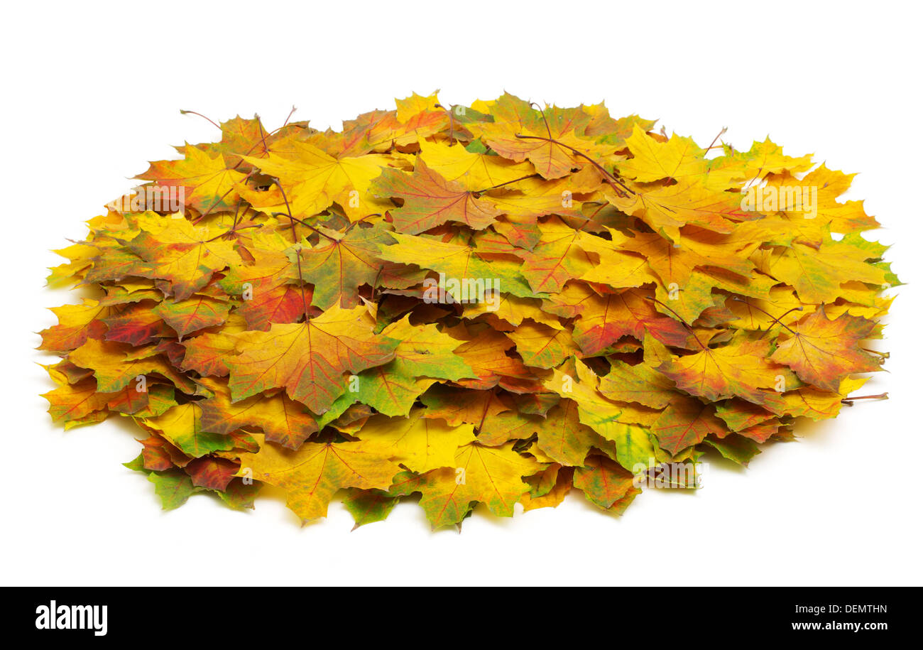 Maple Leafs automne isolé sur fond blanc Banque D'Images