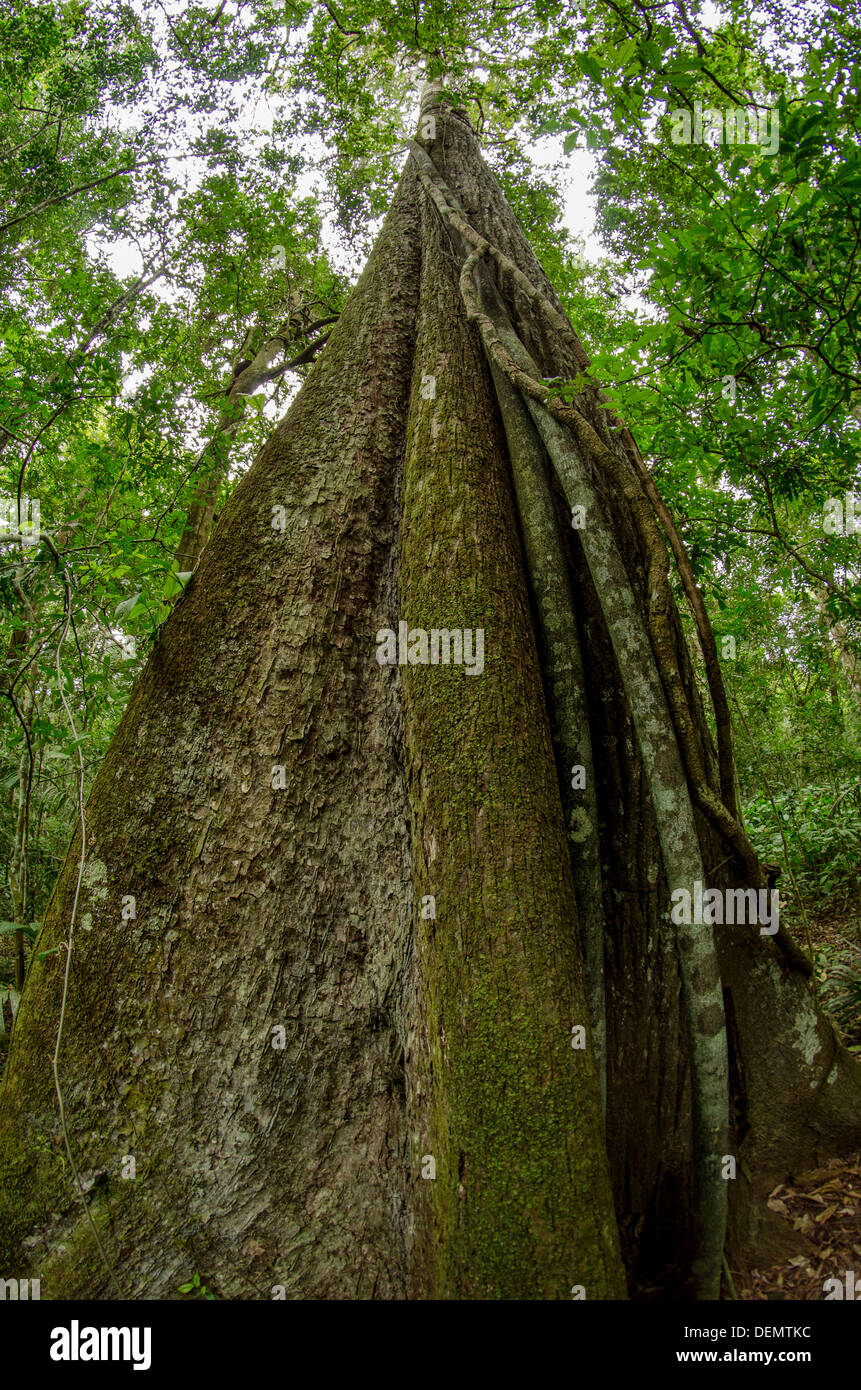 Le Cedro rainforest arbre bois (Cedrela odorata Cedrela fissilis parfois divisée en) Parc national de Manu, Pérou Banque D'Images Le Cedro rainforest arbre bois (Cedrela odorata Cedrela fissilis parfois divisée en) Parc national de Manu, Pérou Banque D'Images