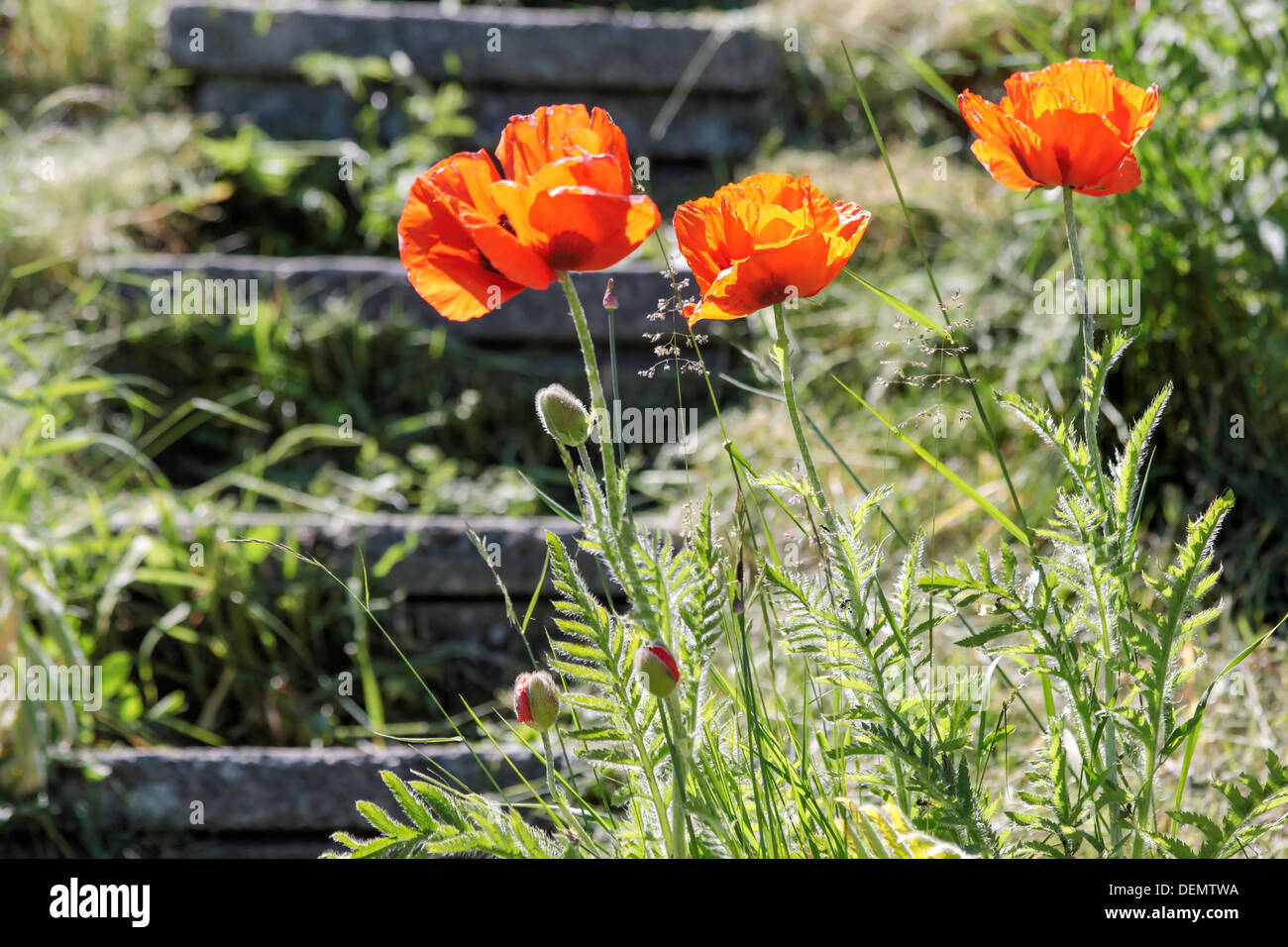 Coquelicots rouges sur un escalier près du petit village de Melsted sur Bornholm, Danemark Banque D'Images