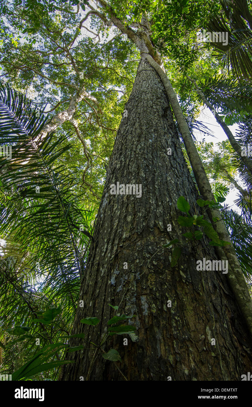 Ou du Honduras l'acajou à grandes feuilles (Swietenia macrophylla), bois, arbre de la forêt tropicale du Parc national de Manu, Pérou Banque D'Images