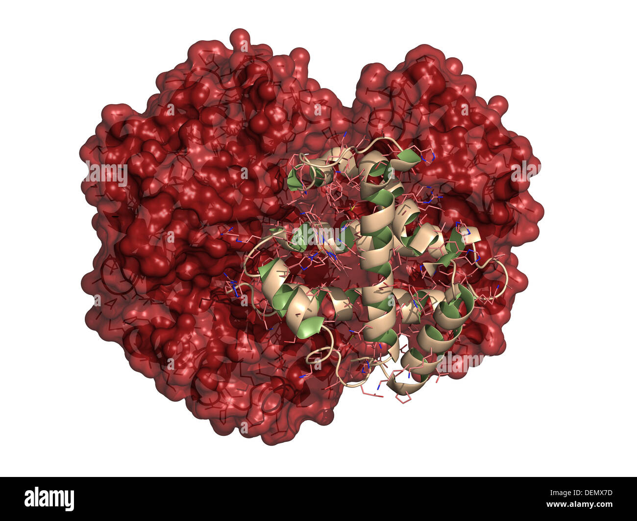 Les droits de l'hémoglobine (Hb), molécule de protéine, la structure chimique. Le transport d'oxygène contenant du fer protéine présente dans les globules rouges. Banque D'Images