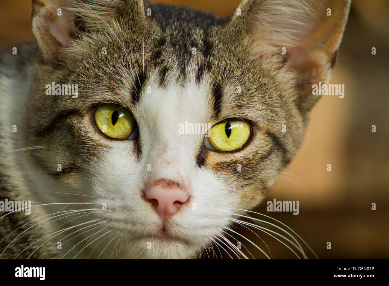 Un beau chat gris portrait. Banque D'Images