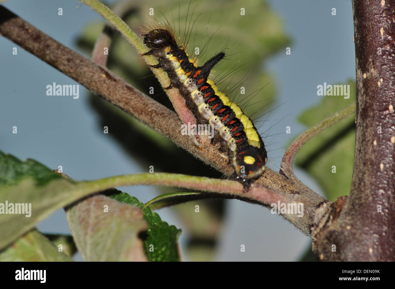 Dague (Acronitcta catterpillar gris psi) uk Banque D'Images
