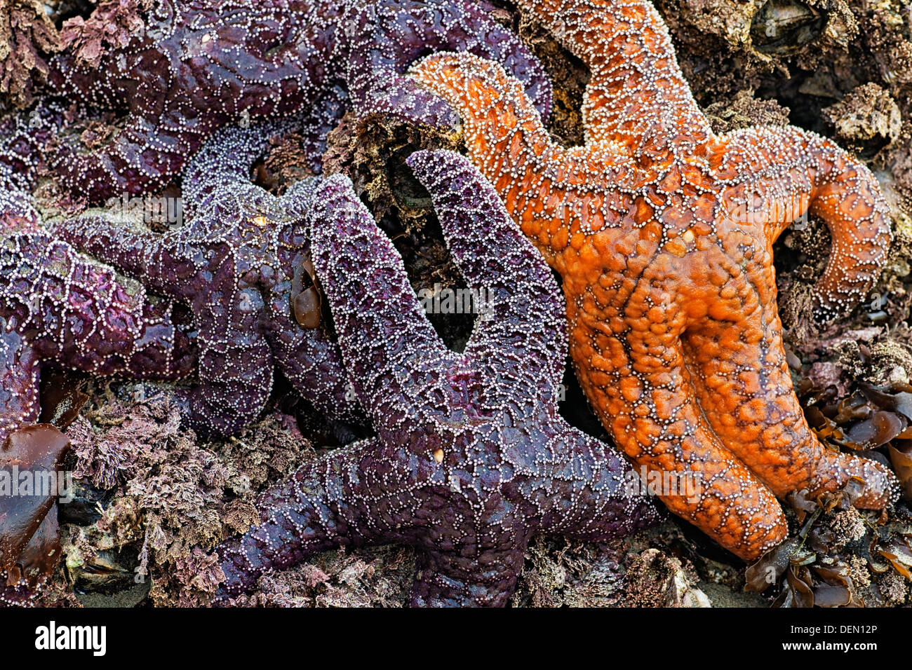 Bandon de l'Oregon plage à marée basse révèle ces étoiles de mer ocre. Banque D'Images