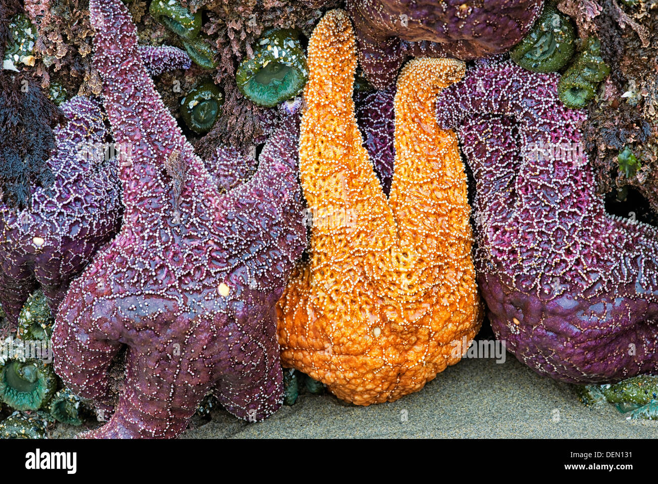 Bandon de l'Oregon plage à marée basse révèle ces étoiles de mer ocre et les anémones. Banque D'Images