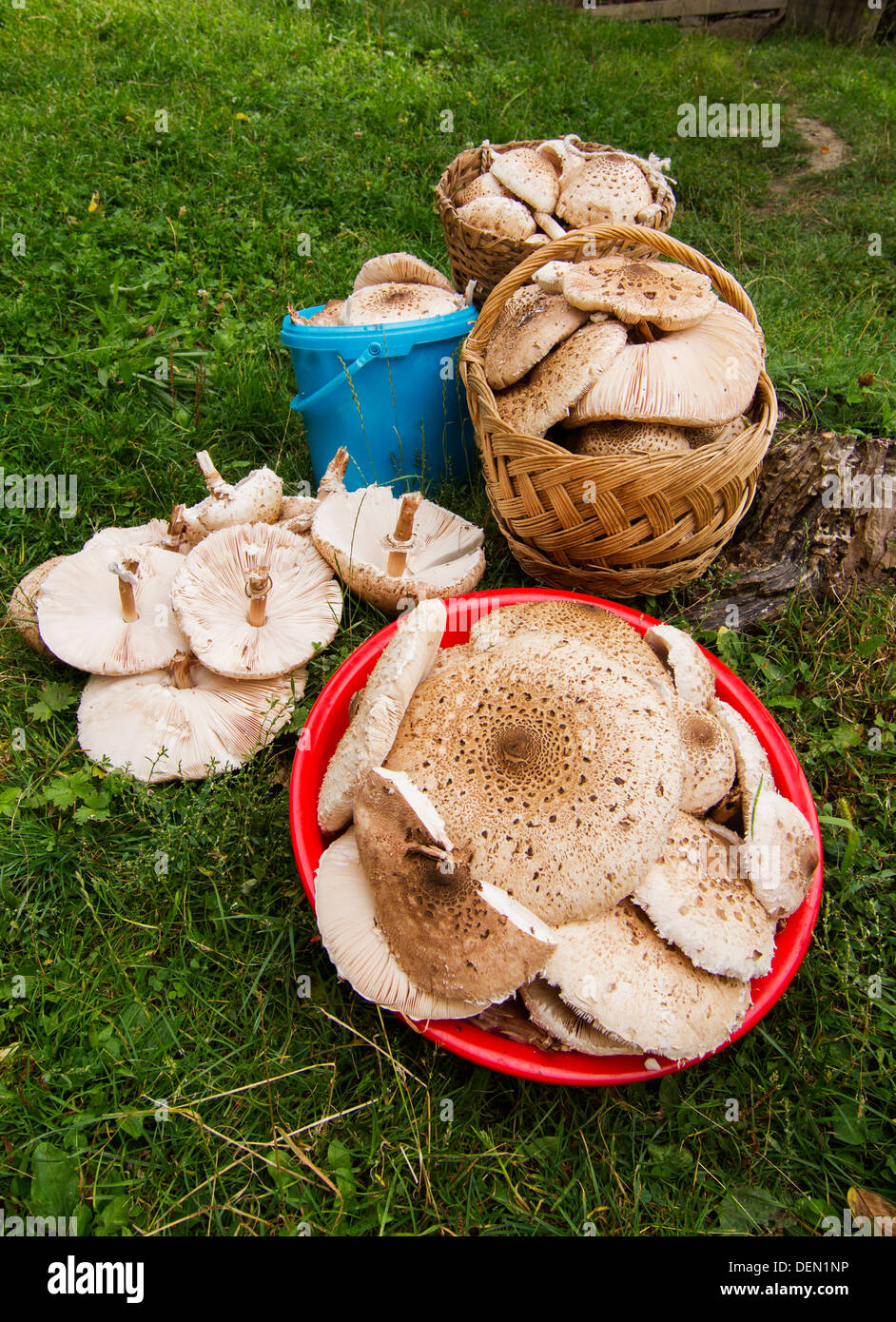 Des paniers plein de champignons Parasol Sommaire (Macrolepiota procera) Banque D'Images