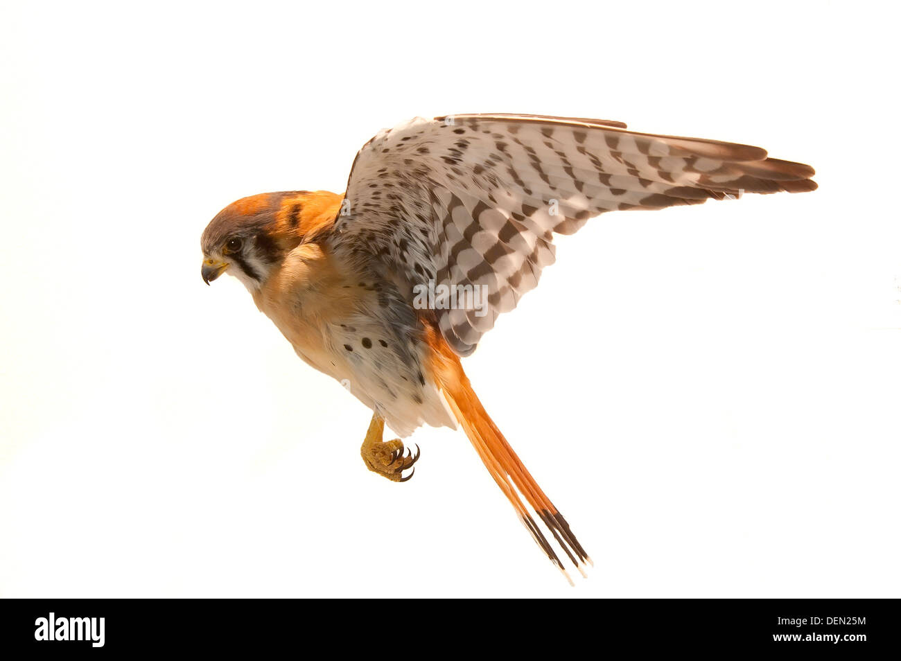 Crécerelle d'Amérique, Falco sparverius dans mid air Banque D'Images