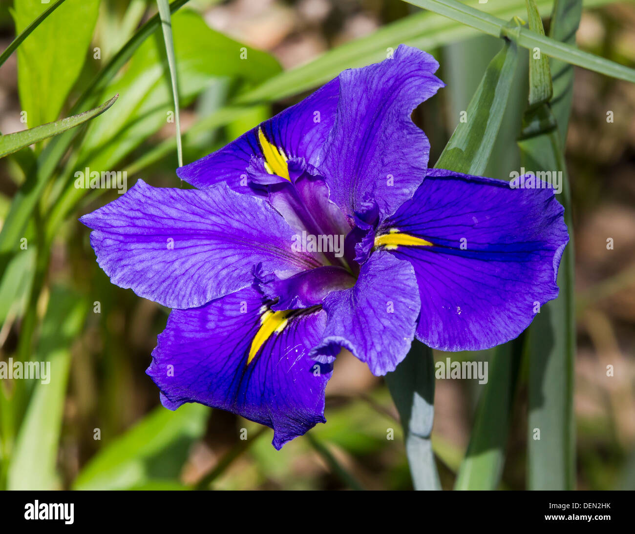 La floraison de l'iris des marais de Louisiane. Banque D'Images