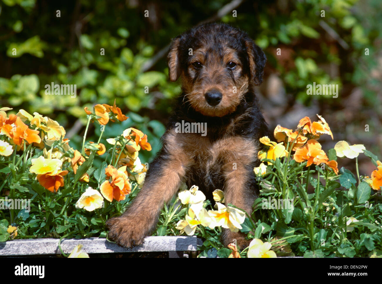 Airedale terrier puppy dans les fleurs Banque D'Images
