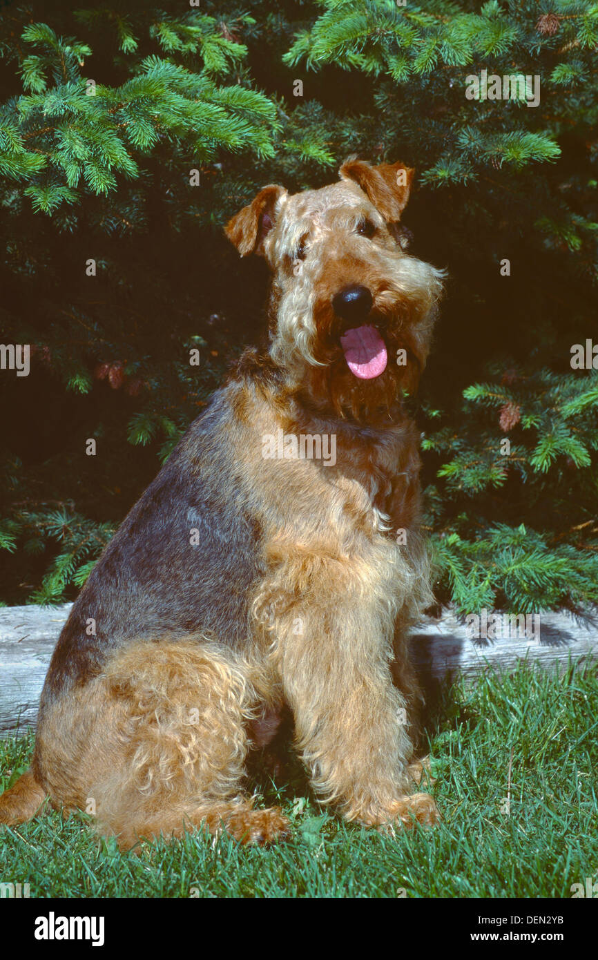 Airedale terrier sitting in grass Banque D'Images