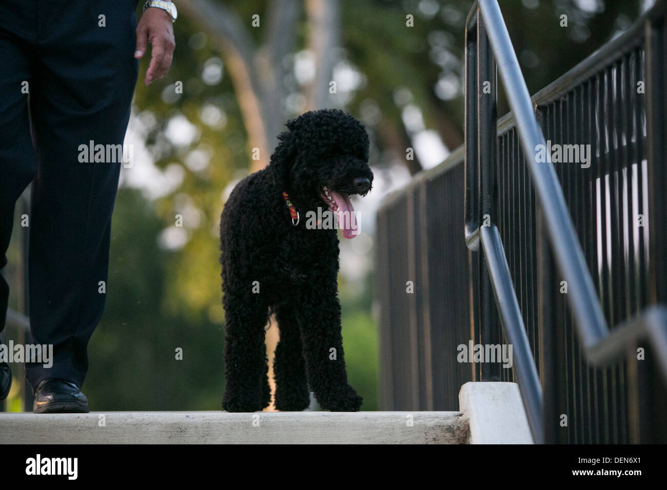 Pet présidentiel Sunny Obama. Banque D'Images