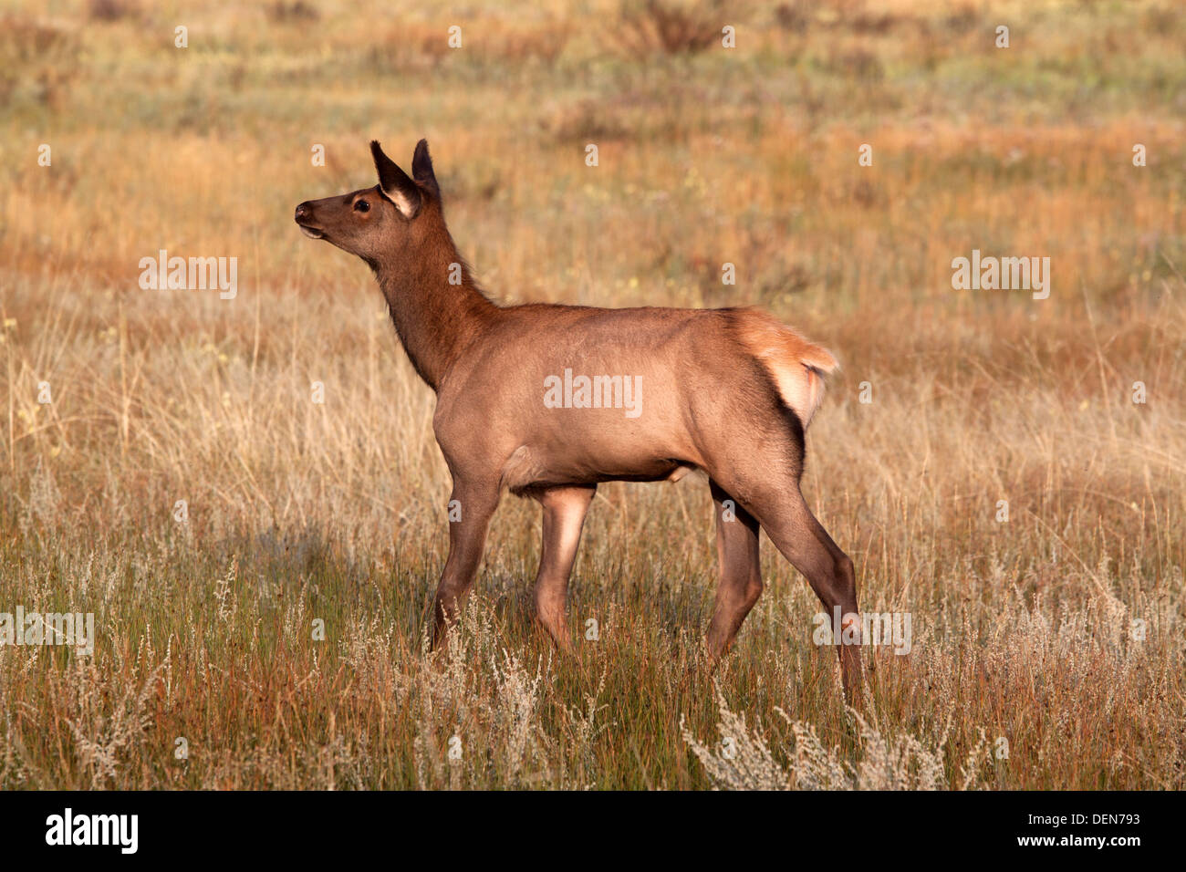 Bébé wapiti Alerte à l'automne prairie NOM LATIN Cervus canadensis Nom commun du wapiti des montagnes Rocheuses Banque D'Images