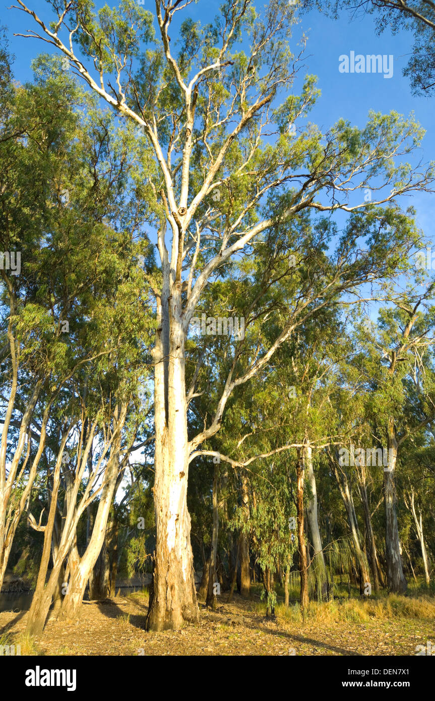 Eucalyptus, Yanga Mamanga, Balranald, New South Wales, NSW, Australie Banque D'Images