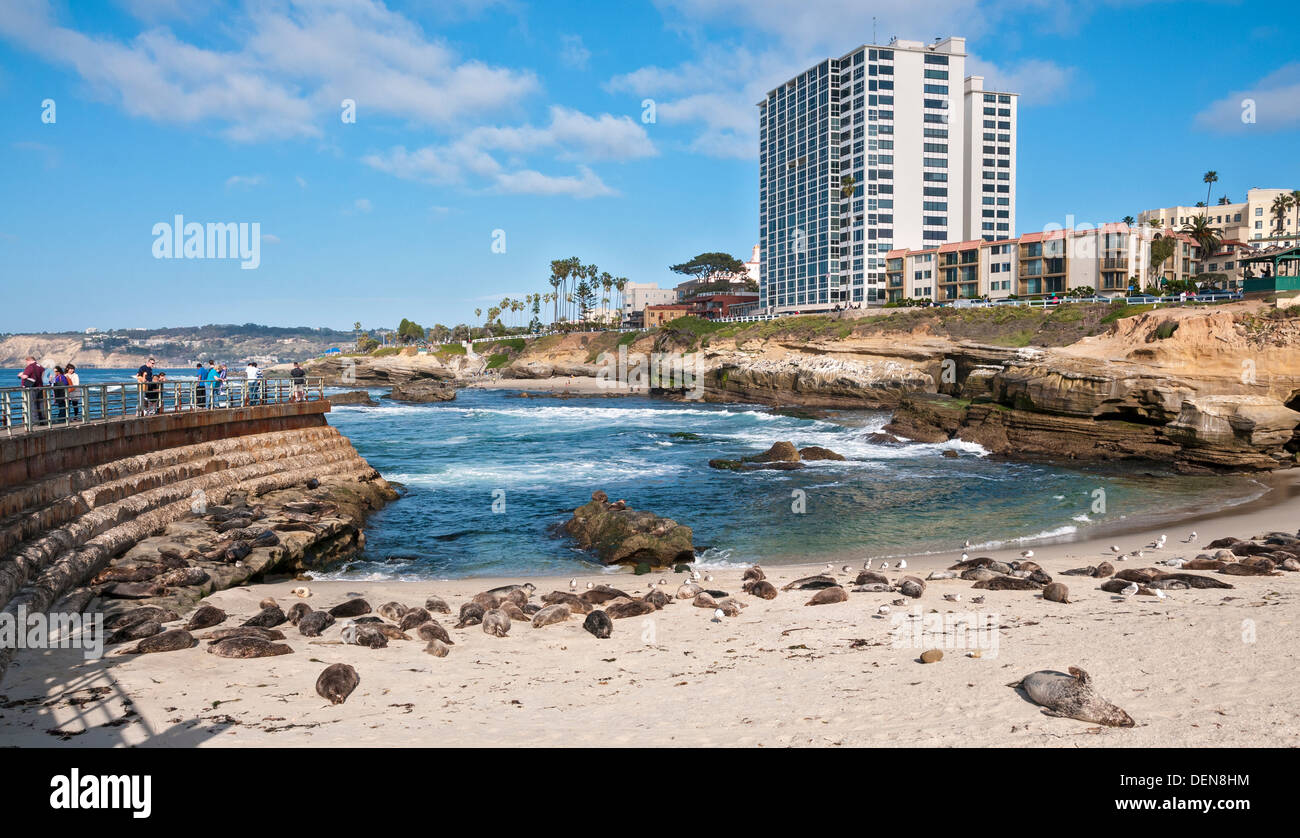 La Jolla, Californie, piscine pour enfants, plage de repos des phoques communs Banque D'Images