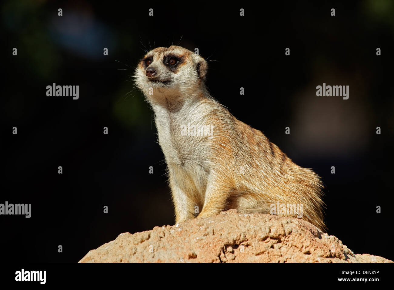 Meerkat alerte (Suricata suricatta) en garde sur le dessus d'une fourmilière, Afrique du Sud Banque D'Images
