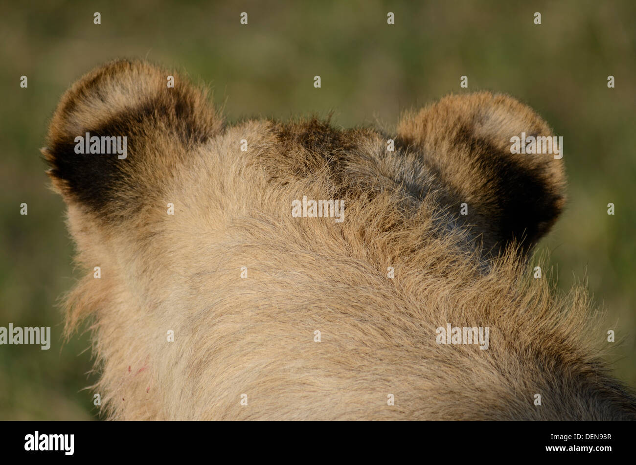 L'arrière de la tête du jeune homme lion (Panthera leo) Parc national du Masai Mara, Kenya, Afrique de l'Est Banque D'Images