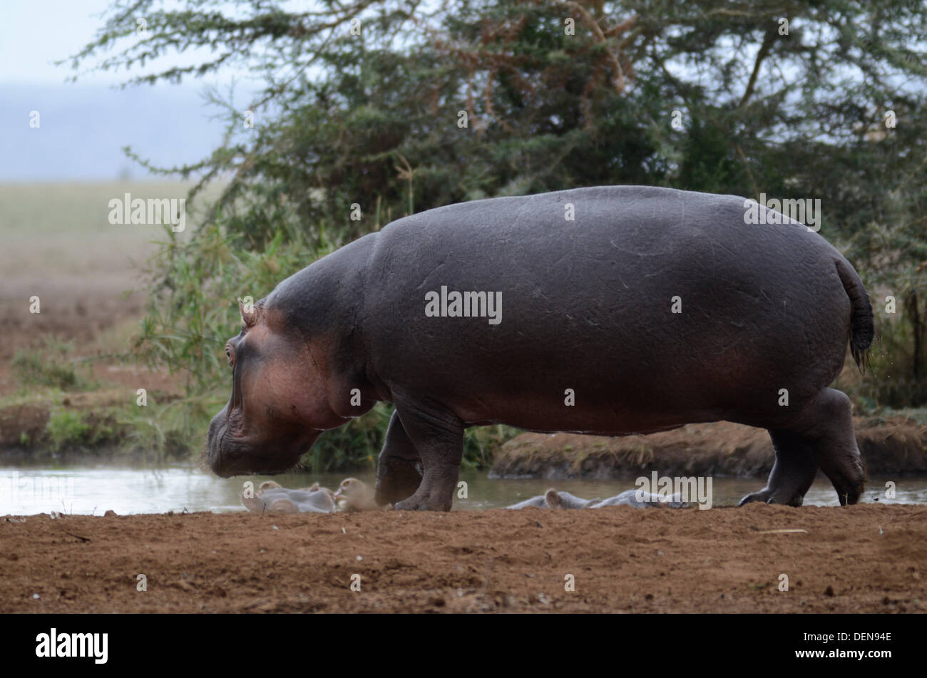 Hippopotame (Hippopotamus amphibius), ou d'Hippone. Lake Manyara national park, la Tanzanie, l'Afrique de l'Est Banque D'Images