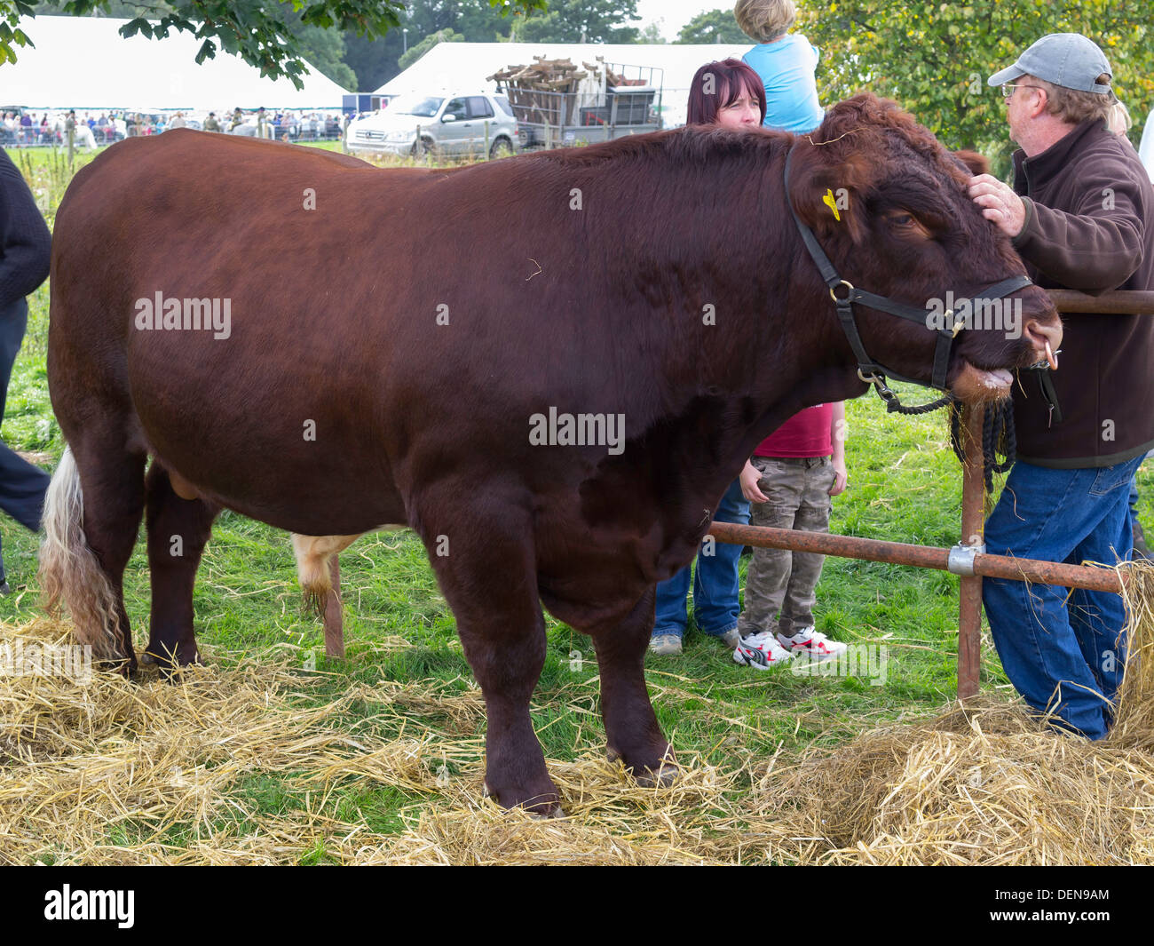 Heureux propriétaire d'un boeuf à 14 mois Shorthorn Bull au Salon de l'agriculture 2013 Shérif devient Banque D'Images