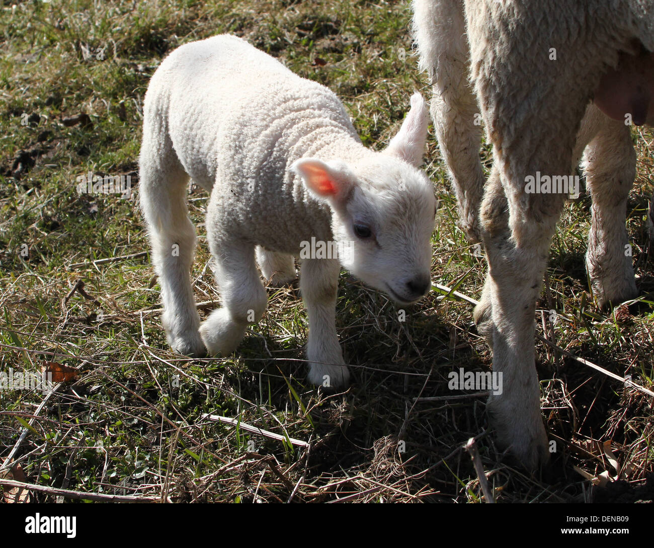 Agneau Agneau Jeune Mouton Banque d'image et photos - Alamy