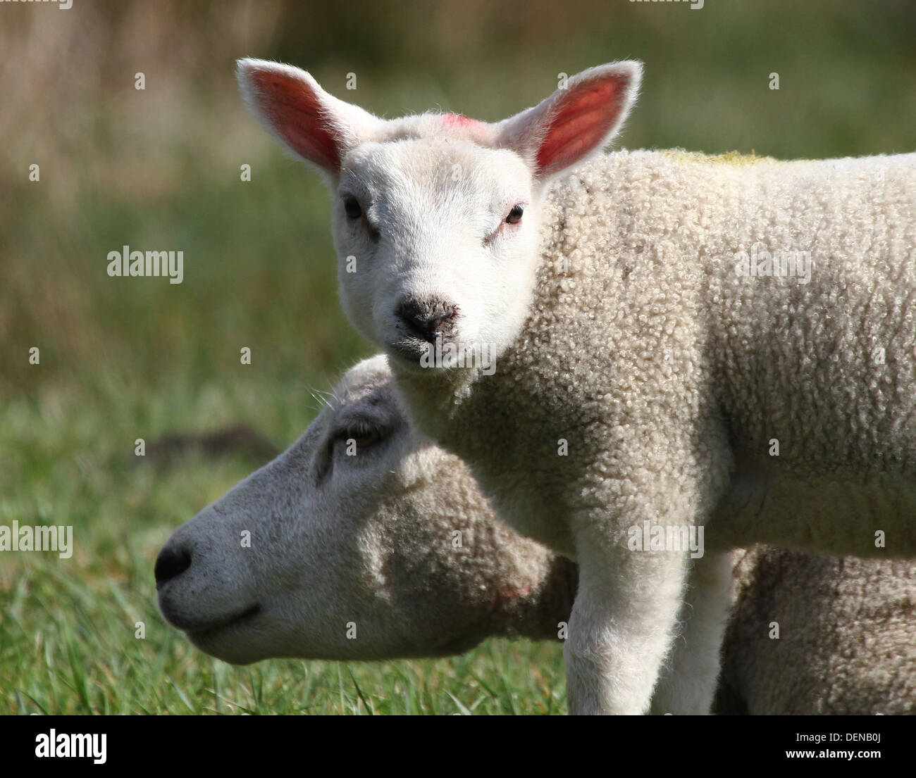 Agneau Agneau Jeune Mouton Banque d'image et photos - Alamy