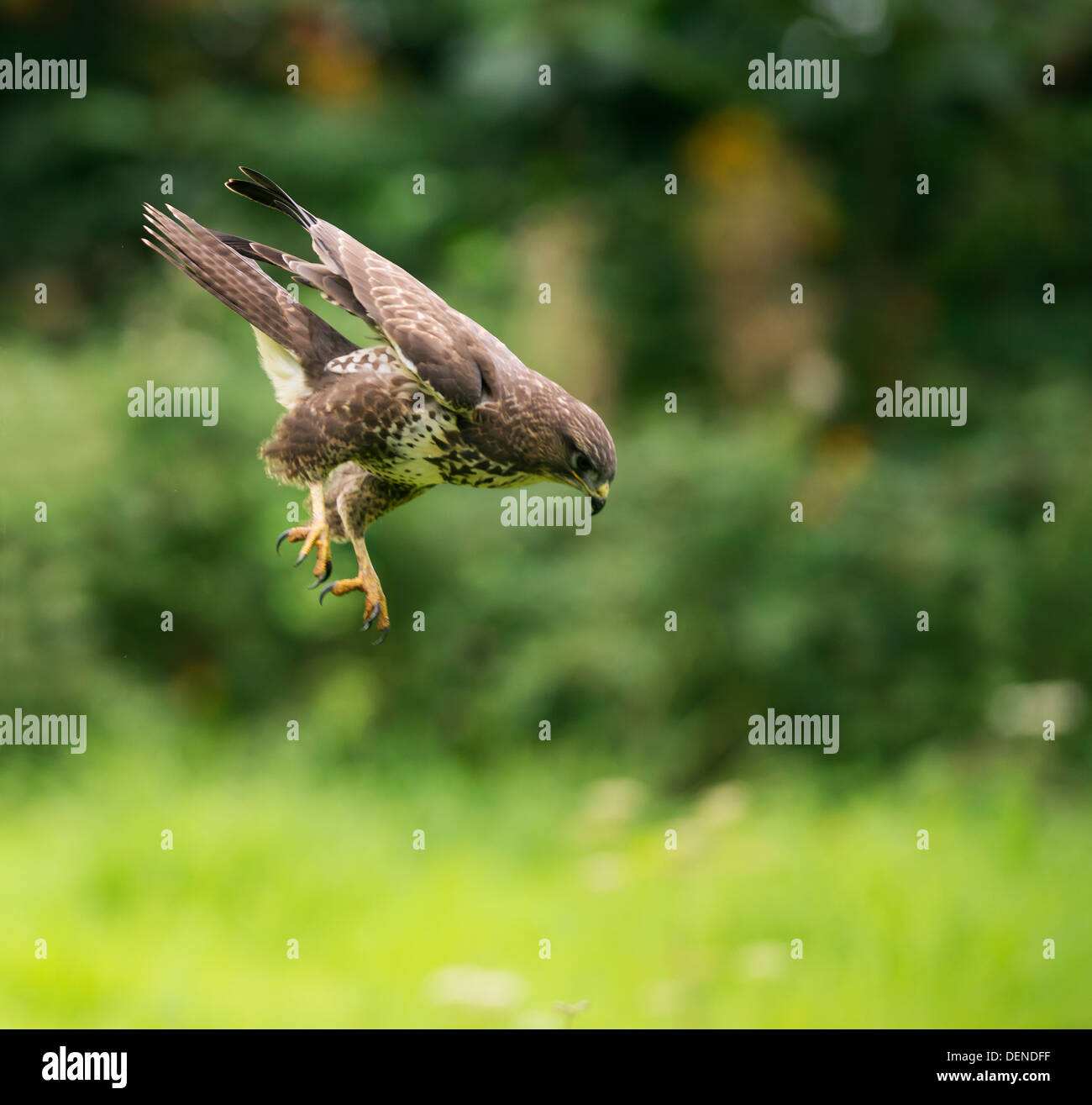 Wild Buse variable, Buteo buteo swooping vers le bas sur les proies ignorent Banque D'Images