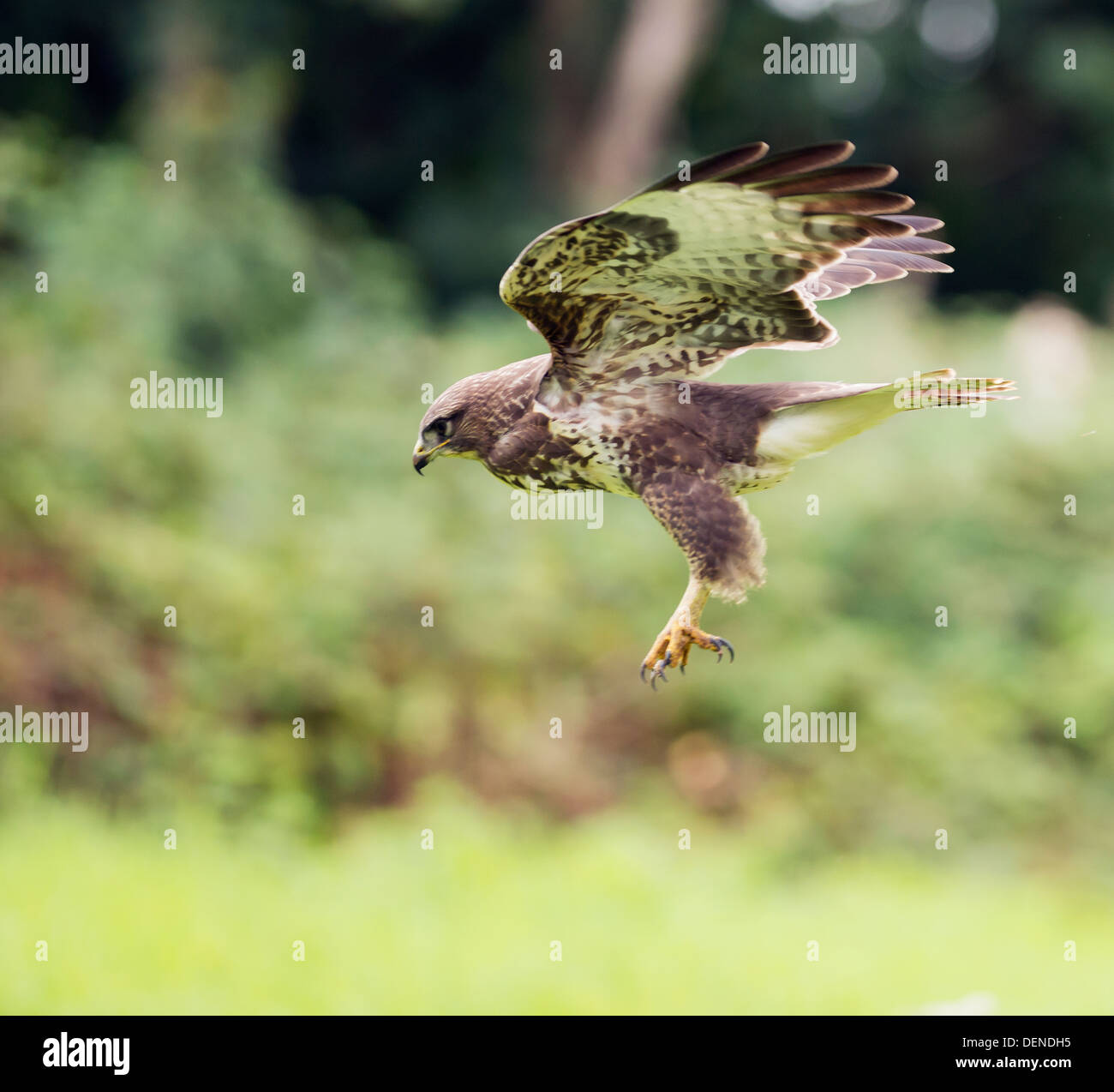 Wild Buse variable, Buteo buteo swooping vers le bas sur les proies ignorent Banque D'Images