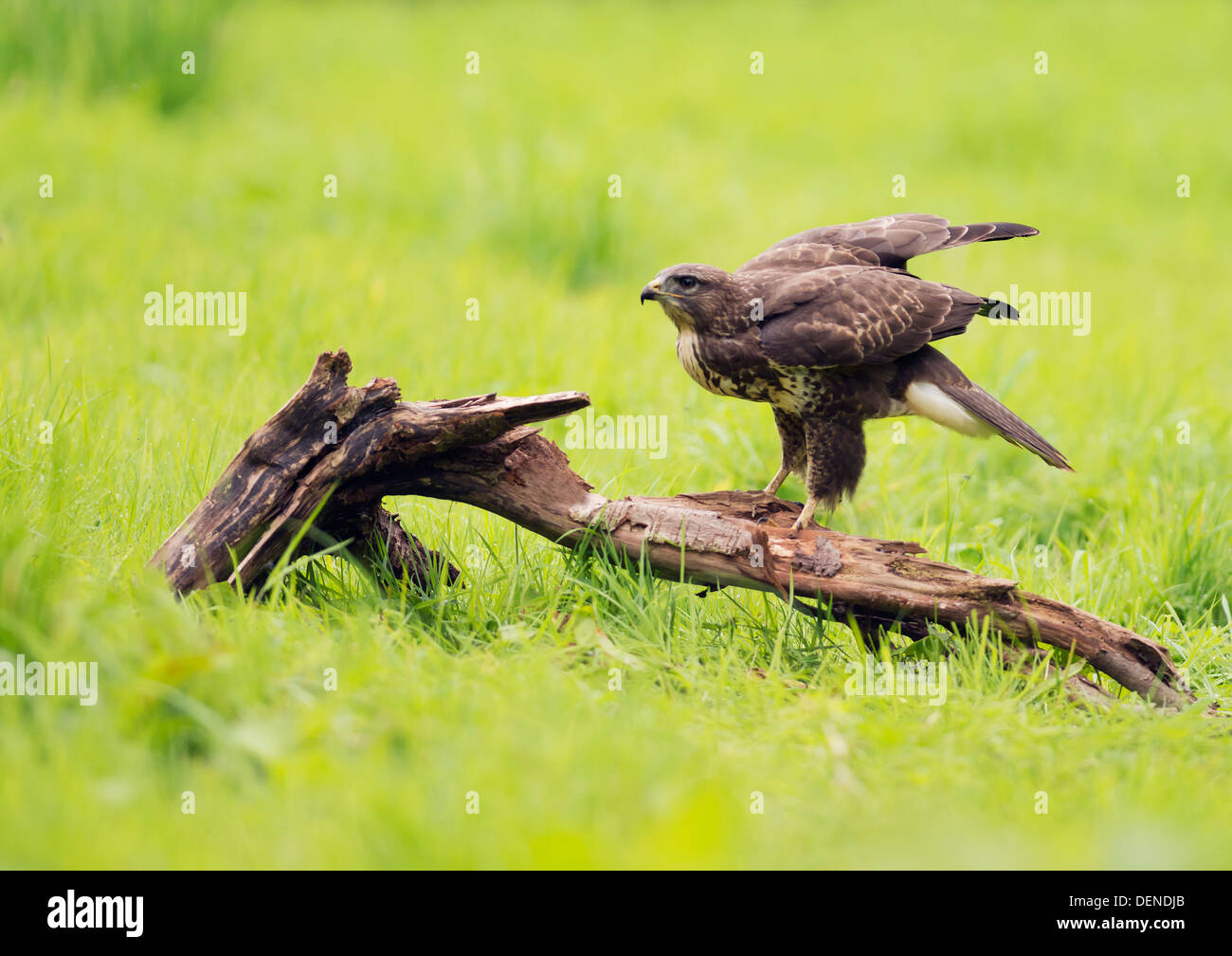 Wild Buse variable, Buteo buteo posés sur des log Banque D'Images