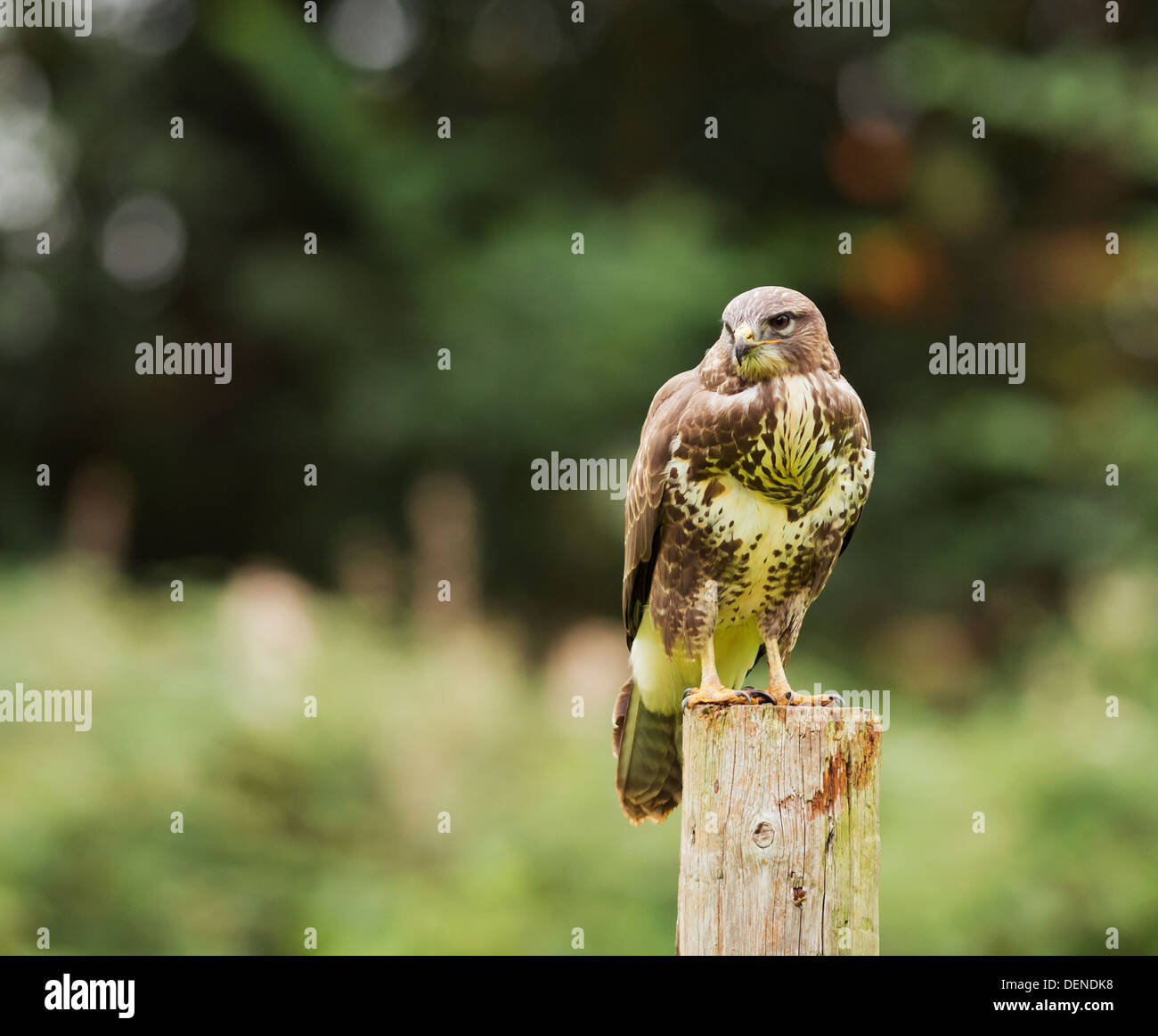 Wild Buse variable, Buteo buteo posés sur des post Banque D'Images