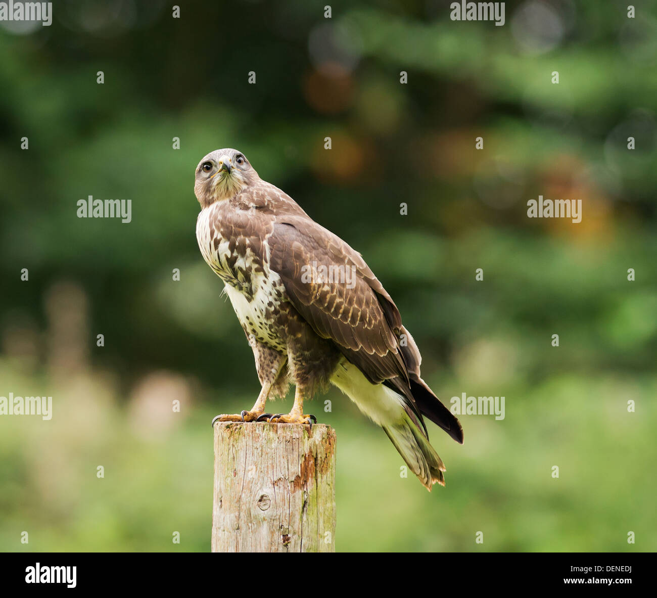 Wild Buse variable, Buteo buteo posés sur des post Banque D'Images