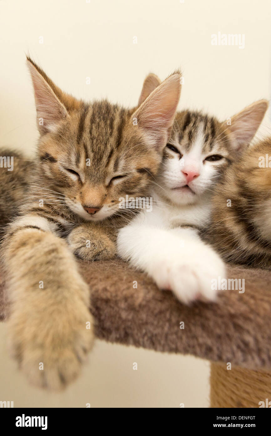 À l'intérieur de Battersea Dogs & Cats Home, Londres, où les bénévoles montrent les chatons à la presse qui a été donné des noms potentiels royal. Banque D'Images