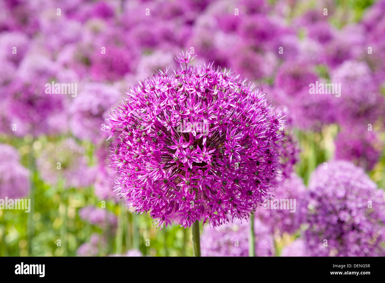 Allium Purple Flowers Banque D'Images