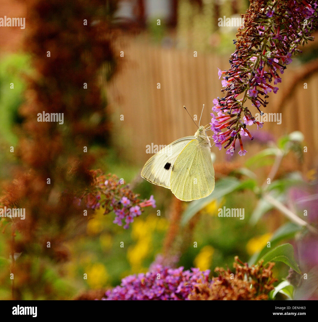 Papillon blanc du chou dans le jardin Banque D'Images